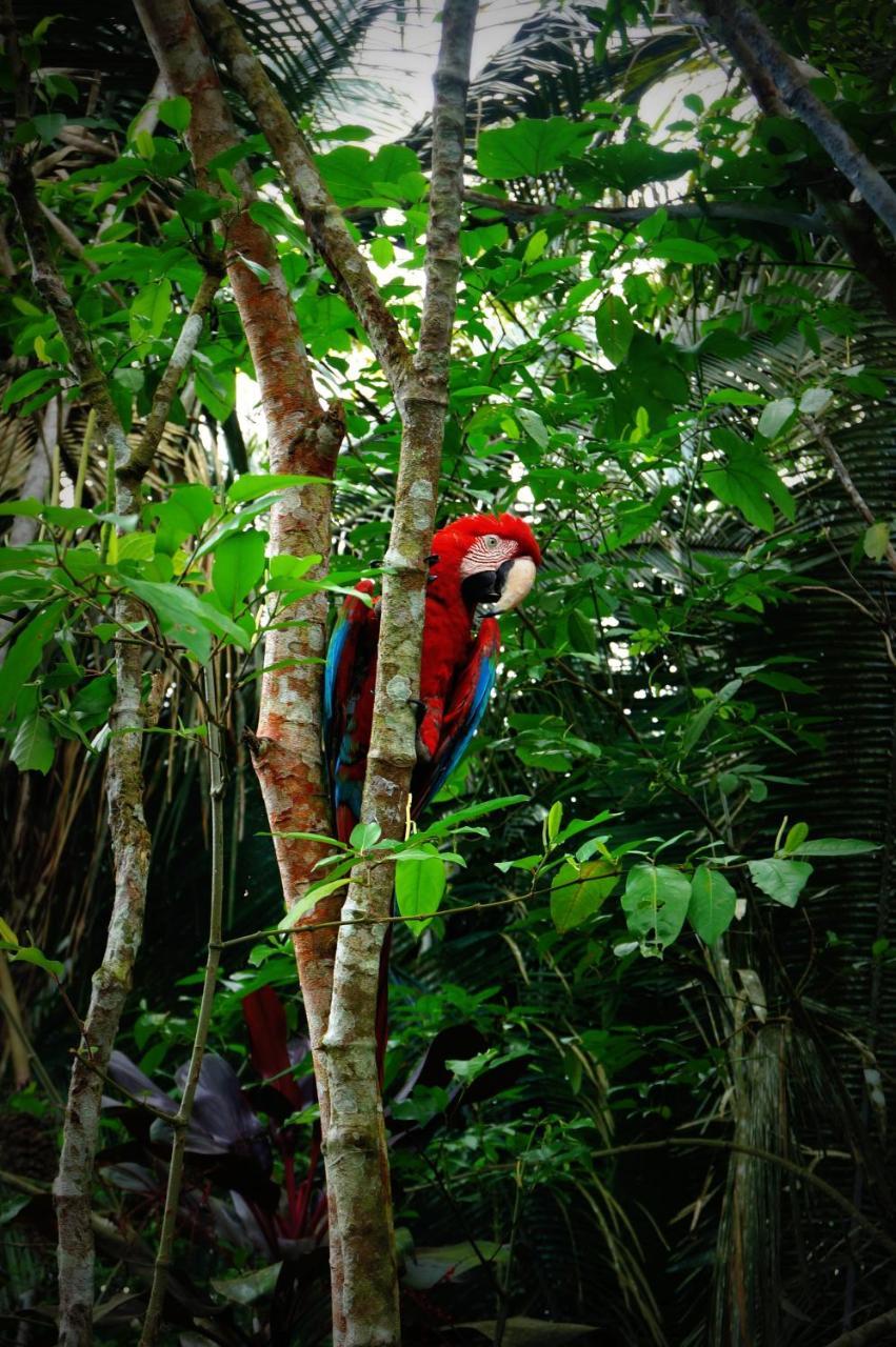 Villa Hermosa De Tambopata Casa Hospedaje & Hostel بويرتو مالدونادو المظهر الخارجي الصورة