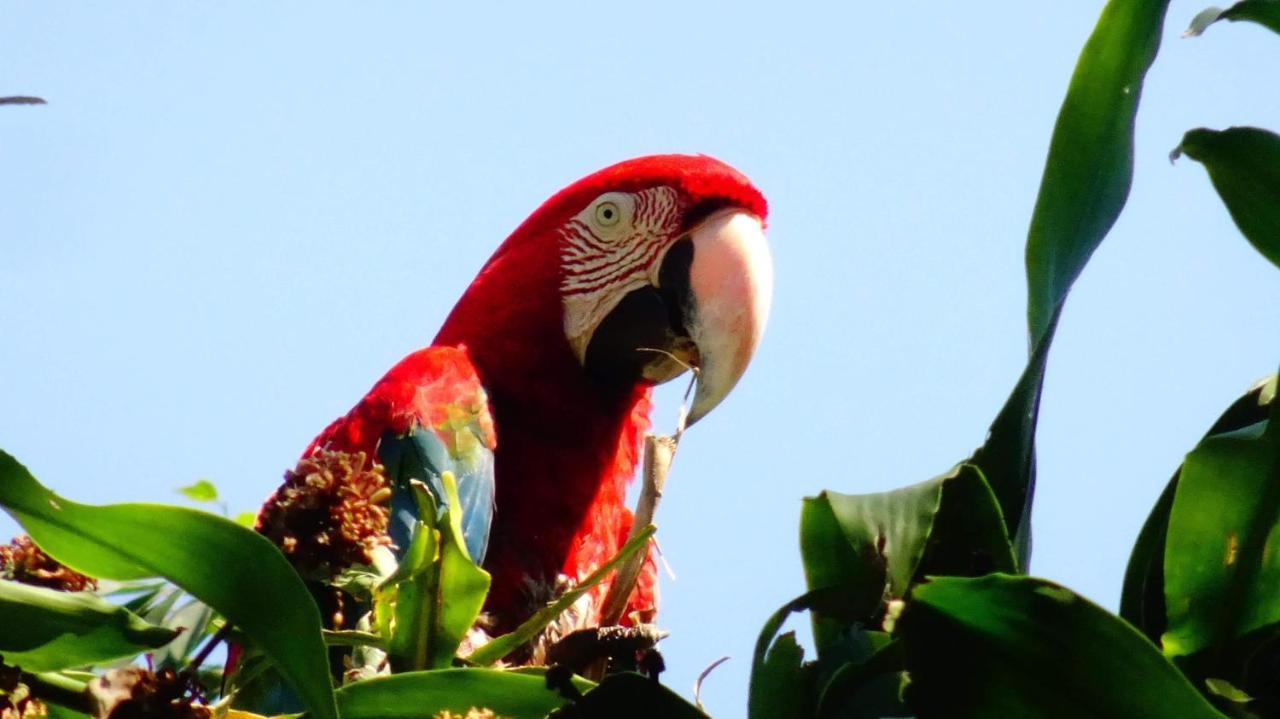 Villa Hermosa De Tambopata Casa Hospedaje & Hostel بويرتو مالدونادو المظهر الخارجي الصورة